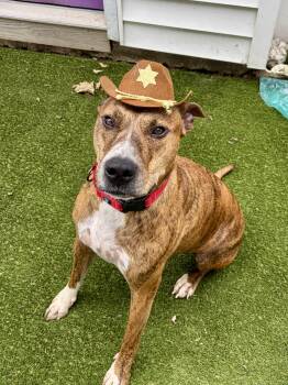 March -  Labrador Retriever and Plott Hound Dog for Adoption in Plainfield, Illinois - March | PetCurious