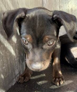 A823632 -  Chihuahua Dog for Adoption in San Antonio, Texas - A823632 | PetCurious