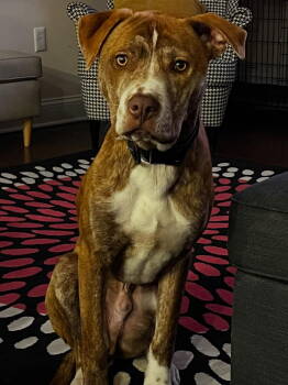 Rescue American Staffordshire Terrier Dogs for Adoption in Tarrytown, Georgia - Coco | PetCurious