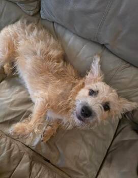 Jake -  Wheaten Terrier and Corgi Dog for Adoption in Manvel, Texas - Jake | PetCurious