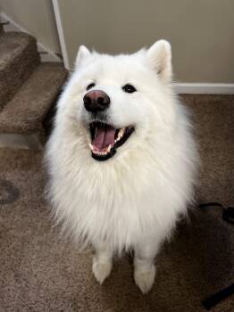 Rescue Samoyed Dogs for Adoption in Milwaukee, Wisconsin - Aspen | PetCurious
