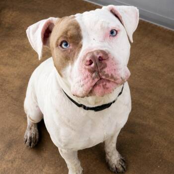 Chomp -  Bulldog Dog for Adoption in Pilot Point, Texas - Chomp | PetCurious