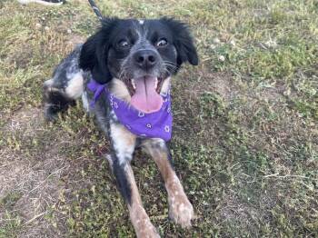 Mixed Breed Dogs Available for Adoption in Dickson, Tennessee - Lilah | PetCurious
