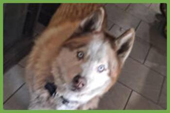 Wolf -  Siberian Husky Dog for Adoption in Amherst, Massachusetts - Wolf | PetCurious