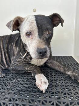 Rescue Pit Bull Terrier Dogs for Adoption in Mobile, Alabama - Mochi | PetCurious