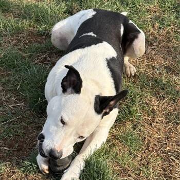 Pit Bull Terrier Dogs Available for Adoption - Moose  | PetCurious