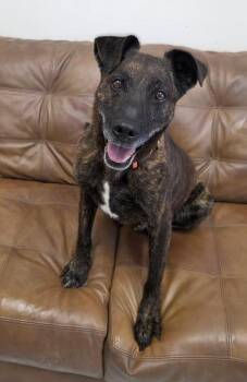 Labrador Retriever Dogs Available for Adoption in Mount Gilead, Ohio - Bear | PetCurious