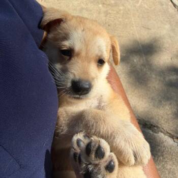 Cosmo -  Yellow Labrador Retriever and Mixed Breed Dog for Adoption in Clarksdale, Mississippi - Cosmo | PetCurious