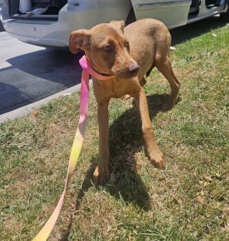 America -  Labrador Retriever Dog for Adoption - America | PetCurious