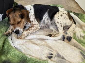 Beagle Dogs Available for Adoption in Greenville, South Carolina - Sammie | PetCurious