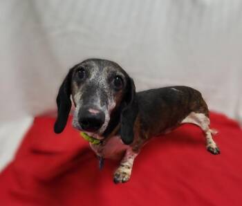 Charlie (Dachshund) -  Dachshund Dog for Adoption in Genoa, Illinois - Charlie (Dachshund) | PetCurious