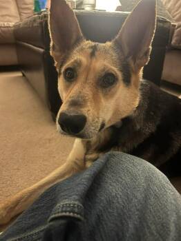 Mixed Breed Dogs Available for Adoption in Athens, Ontario - Daffy | PetCurious