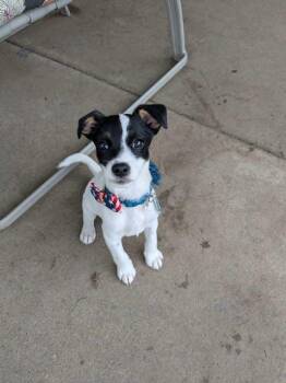 Carrot -  Australian Shepherd and Jack Russell Terrier Dog for Adoption - Carrot | PetCurious