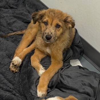 Shepherd and Catahoula Leopard Dog Dogs Available for Adoption in Austin, Texas - Asparagus | PetCurious