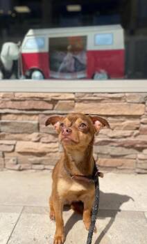 Kiba -  Mixed Breed Dog for Adoption in Thousand Oaks, California - Kiba | PetCurious