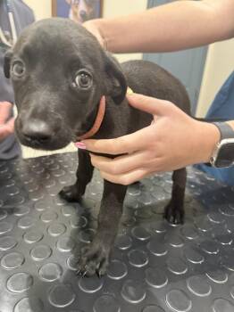 Fish Litter  - Cisco - Located in FL -  Belgian Shepherd Malinois Dog for Adoption in Imlay City, Michigan - Fish Litter  - Cisco - Located In FL | PetCurious