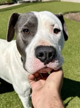 Mixed Breed Dogs Available for Adoption - Oogy Boogy | PetCurious