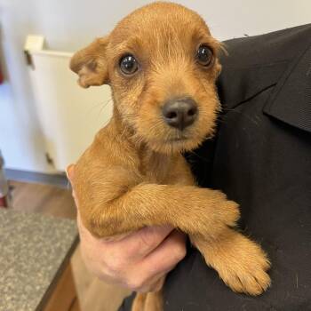 Charm -  Mixed Breed Dog for Adoption in Erie, Pennsylvania - Charm | PetCurious