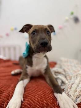 Pit Bull Terrier and Labrador Retriever Dogs Available for Adoption in Friendswood, Texas - Jack Jolly Good Boy  | PetCurious