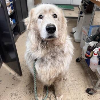 Olaf GP -  Great Pyrenees Dog for Adoption in Canton, Illinois - Olaf GP | PetCurious