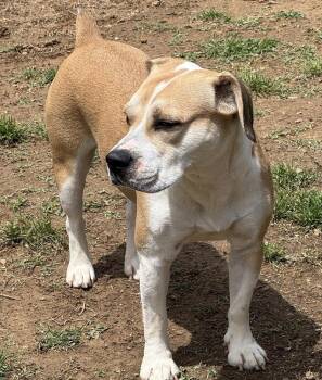 Terrier and American Bulldog Dogs Available for Adoption in Horn Lake, Mississippi - Mocha Latte | PetCurious