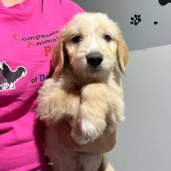 Mark -  Mixed Breed Dog for Adoption in Wappingers Falls, New York - Mark | PetCurious