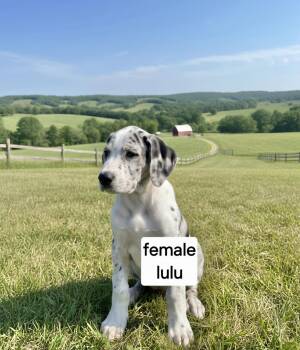 Lulu -  Great Dane Dog for Adoption in Manchester, Connecticut - Lulu | PetCurious