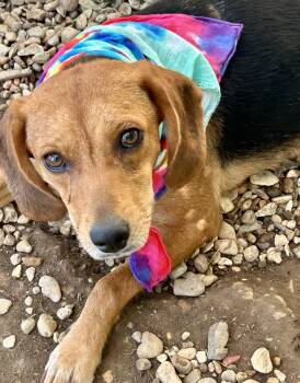 Remi -  Beagle Dog for Adoption in Okolona, Mississippi - Remi | PetCurious