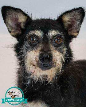 Letty -  Terrier and Dachshund Dog for Adoption in Kennesaw, Georgia - Letty | PetCurious