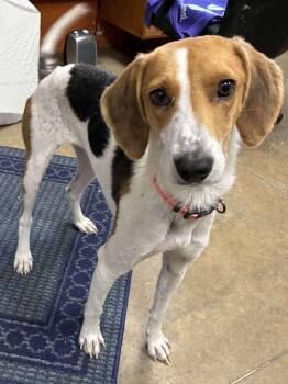 Rescue Treeing Walker Coonhound and Coonhound Dogs for Adoption in Petersburg, Illinois - Goosie | PetCurious
