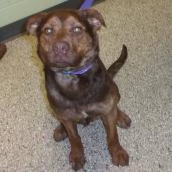 Jubilee Kilo -  Shepherd and Mixed Breed Dog for Adoption in Cedar Rapids, Iowa - Jubilee Kilo | PetCurious