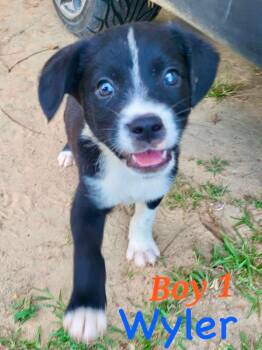 W litter Wyler -  Border Collie and Labrador Retriever Dog for Adoption in Semmes, Alabama - W Litter Wyler | PetCurious