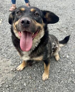 Snookums -  Australian Kelpie and Australian Cattle Dog Blue Heeler Dog for Adoption in Sparta, North Carolina - Snookums | PetCurious