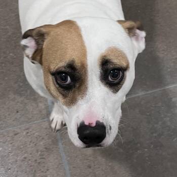 Mixed Breed Dogs Available for Adoption - Bolt | PetCurious