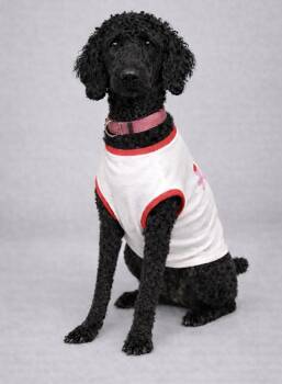 Goldendoodle Dogs Available for Adoption - Baby | PetCurious