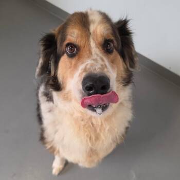 Max -  Great Pyrenees and Collie Dog for Adoption in Roanoke, Virginia - Max | PetCurious