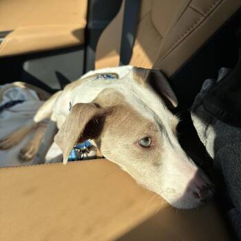 Iris Girl -  Labrador Retriever Dog for Adoption in Austin, Texas - Iris Girl | PetCurious