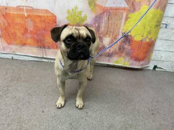 GRAHAM -  Pug Dog for Adoption in San Bernardino, California - GRAHAM | PetCurious
