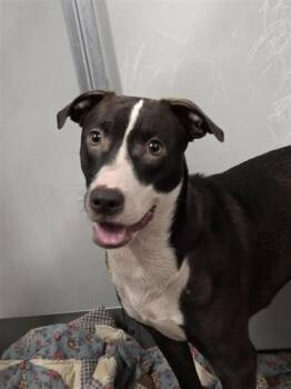 boo -  Mixed Breed Dog for Adoption in West Chester, Pennsylvania - Boo | PetCurious
