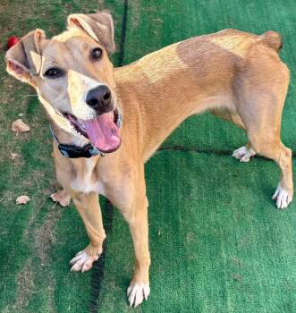 Rescue Boxer and Greyhound Dogs for Adoption in Orland Park, Illinois - Kanga | PetCurious