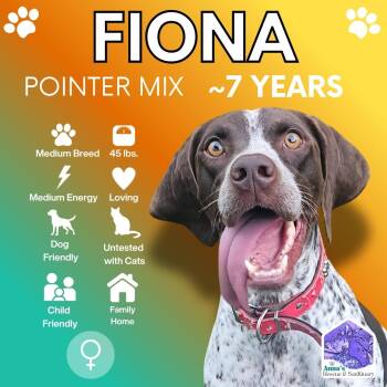 Fiona -  Pointer Dog for Adoption in Aurora, Ontario - Fiona | PetCurious