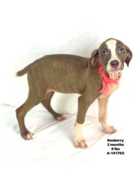 Raspberry the terrier mix puppy -  American Staffordshire Terrier and Plott Hound Dog for Adoption in Muskego, Wisconsin - Raspberry The Terrier Mix Puppy | PetCurious