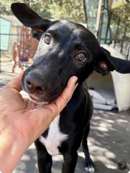 Jet -  Border Collie and Black Labrador Retriever Dog for Adoption in Larkfield-wikiup, California - Jet | PetCurious