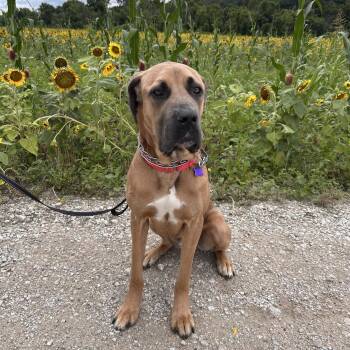 Chili Mac -  Mastiff Dog for Adoption - Chili Mac | PetCurious