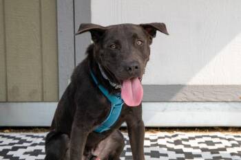 Sterling -  Labrador Retriever and Mixed Breed Dog for Adoption in Savage, Minnesota - Sterling | PetCurious