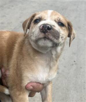 Mixed Breed Dogs Available for Adoption in Dallas, Texas - MARK | PetCurious