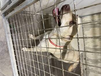 Rescue Yellow Labrador Retriever Dogs for Adoption in Lordsburg, New Mexico - Pretty | PetCurious