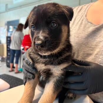 Watts -  Mixed Breed Dog for Adoption in Huntington, West Virginia - Watts | PetCurious