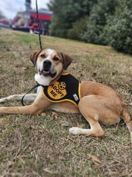 Mixed Breed Dogs Available for Adoption in Monroe, North Carolina - Logan | PetCurious