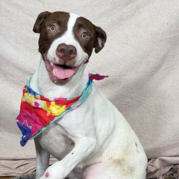Junior -  Mixed Breed Dog for Adoption in Defuniak Springs, Florida - Junior | PetCurious